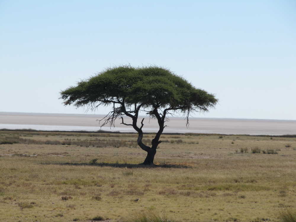 typisch afrikanischer Baum im Etosha National Park Namibia - Dusty Trails Safaris Namibia & Dusty Car Hire Namibia