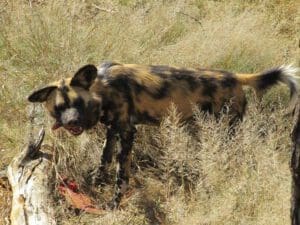 a feeding wild dog at Harnas Wildlife Foundation Namibia - Dusty Trails Safaris Namibia & Dusty Car Hire Namibia