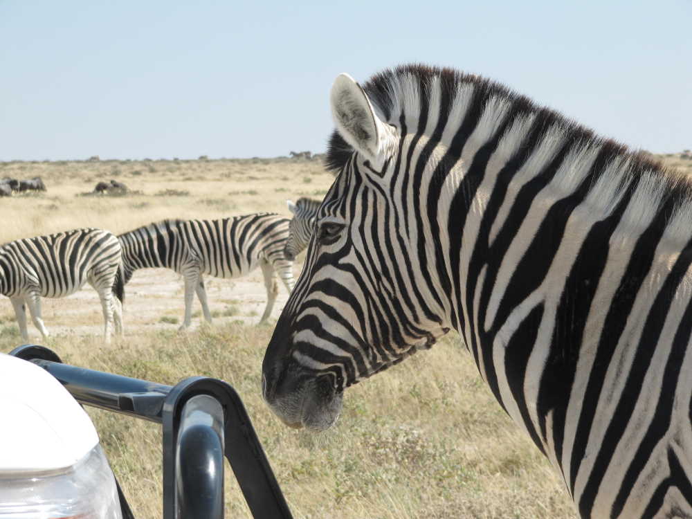plains zebra blocking the road in Etosha National Park Namibia - Dusty Trails Safaris Namibia & Dusty Car Hire Namibia