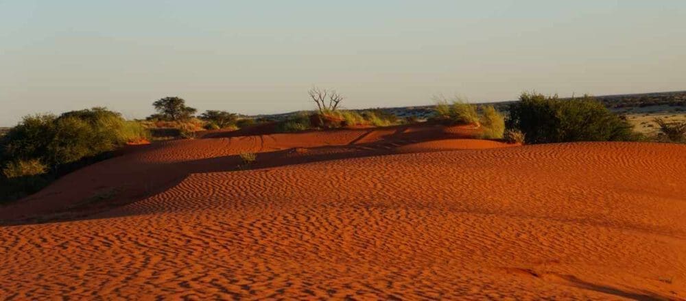 Headerbild - Kalahari Wüste - Dusty Trails Safaris Namibia & Dusty Car Hire Namibia