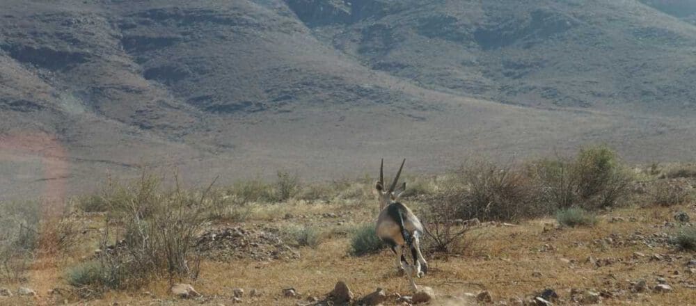 Headerbild - laufende Oryxantilopen im privaten NamibRand Wildreservat - Dusty Trails Safaris Namibia &amp; Dusty Car Hire Namibia