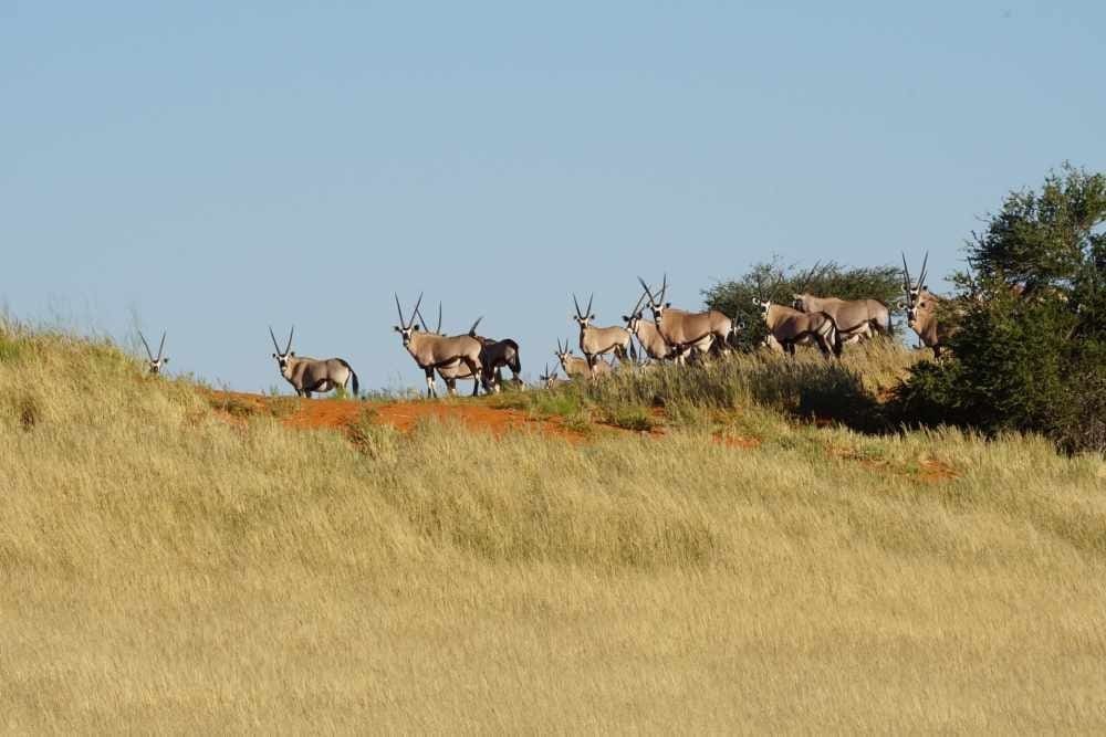 Oryx-Antilopen auf einer Düne - Dusty Trails Safaris Namibia &amp; Dusty Car Hire Namibia