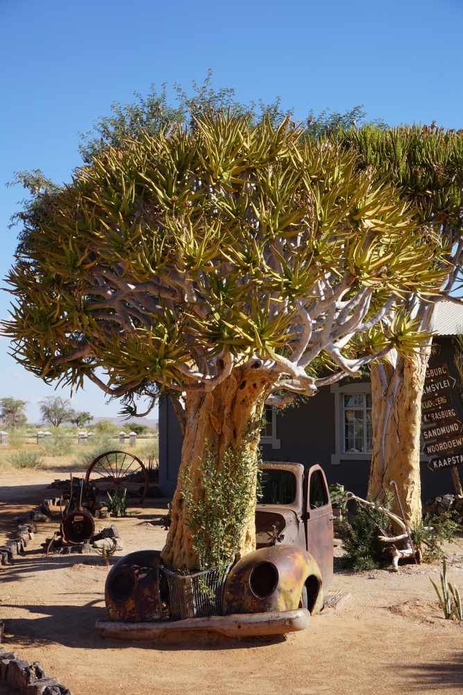 Köcherbaum in einem Autowrack als Dekoration am Gondwana Canyon Roadhouse - Dusty Trails Safaris Namibia &amp; Dusty Car Hire Namibia