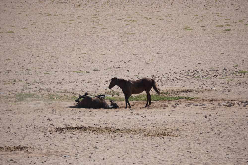 Wildpferde von Garub nehmen ein Sandbad - Dusty Trails Safaris Namibia &amp; Dusty Car Hire Namibia