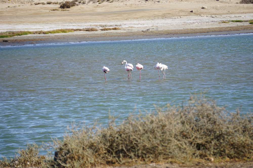 Flamingos in einer Bucht bei Lüderitz - Dusty Trails Safaris Namibia &amp; Dusty Car Hire Namibia