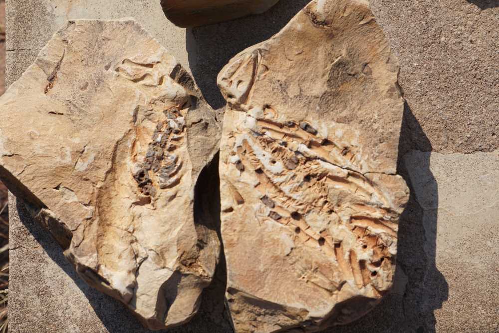 closeup of a Mesusarus Fossil - Dusty Trails Safaris Namibia & Dusty Car Hire Namibia