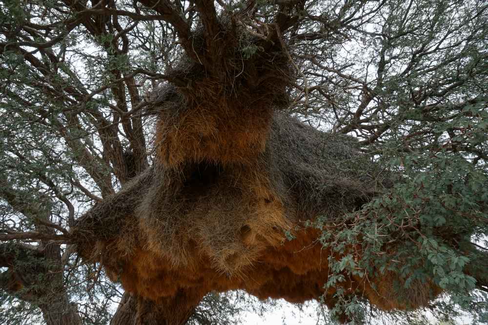 ein großes Webervogelnest in einem Kameldornbaum - Dusty Trails Safaris Namibia & Dusty Car Hire Namibia