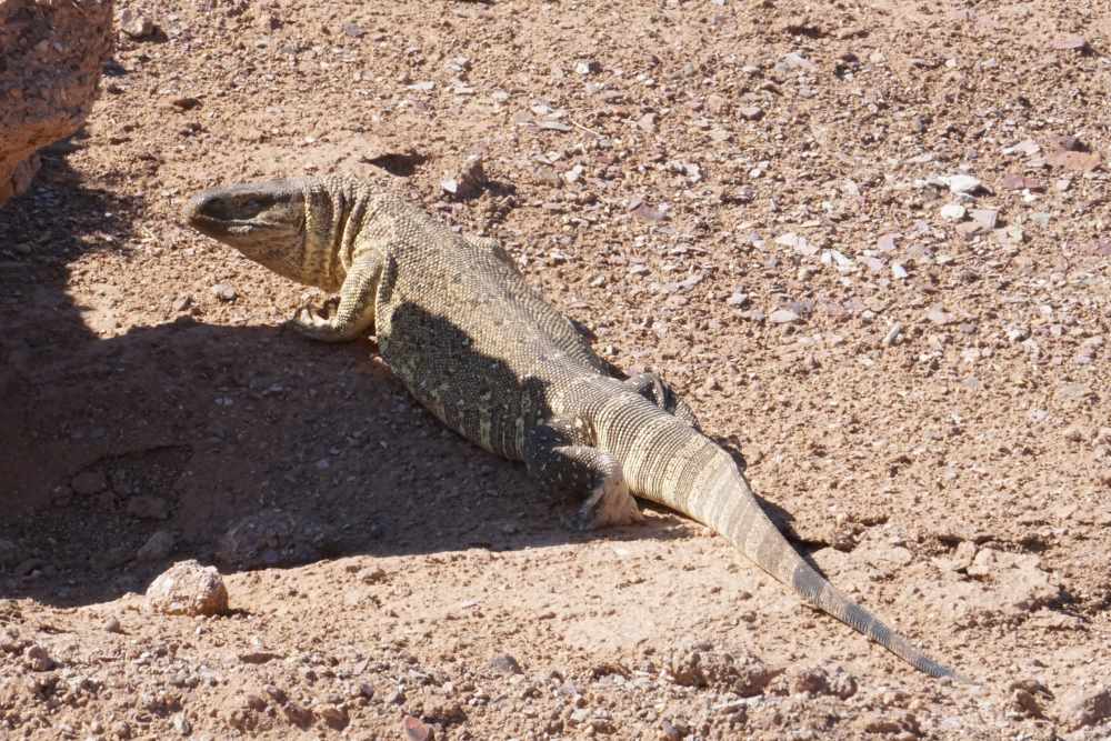 monitoring lizzard in the gondwana park at fish river canyon - Dusty Trails Safaris Namibia & Dusty Car Hire Namibia