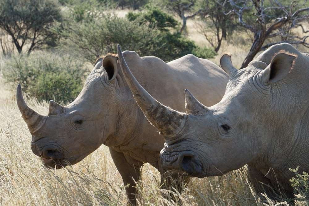 white rhino on the game drive at Okapuka Ranch close to Windhoek