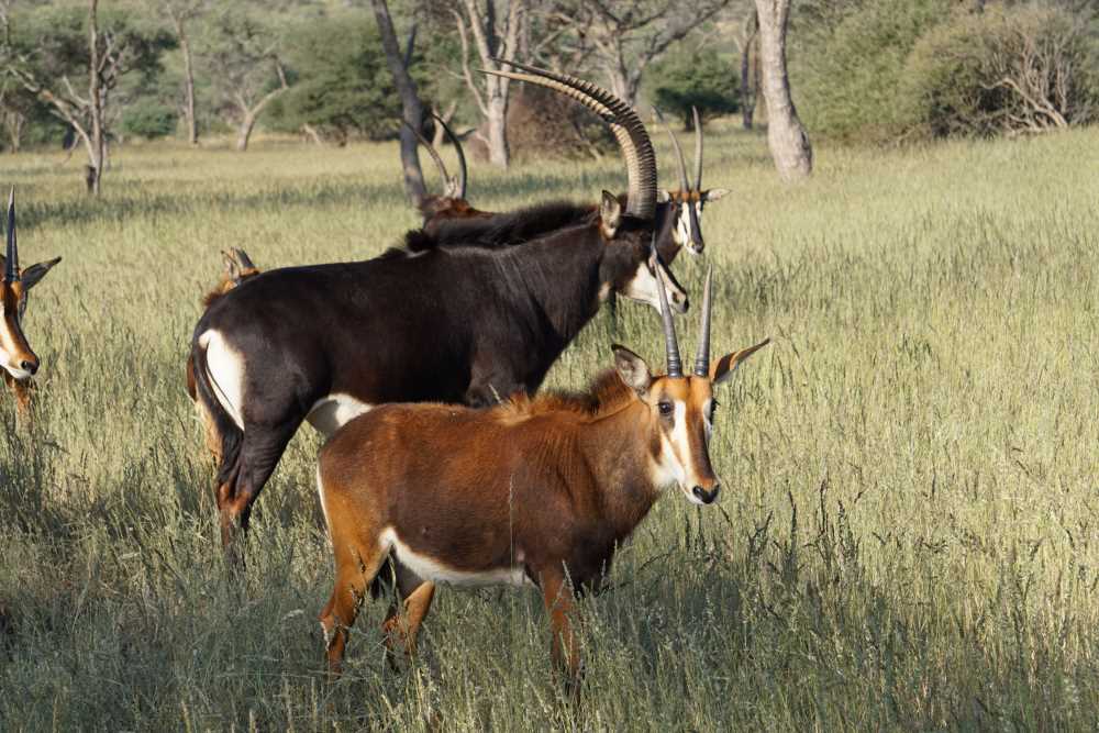 Rappenantilopen auf einer Pirschfahrt auf der Okapuka Ranch in der Nähe von Windhoek