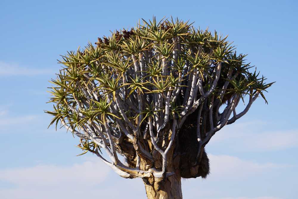 a big quiver tree with a weaver bird nest - Dusty Trails Safaris Namibia & Dusty Car Hire Namibia