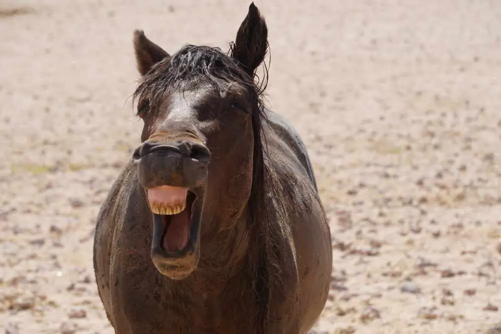 yawning wild horse of Garub - Dusty Trails Safaris Namibia & Dusty Car Hire Namibia