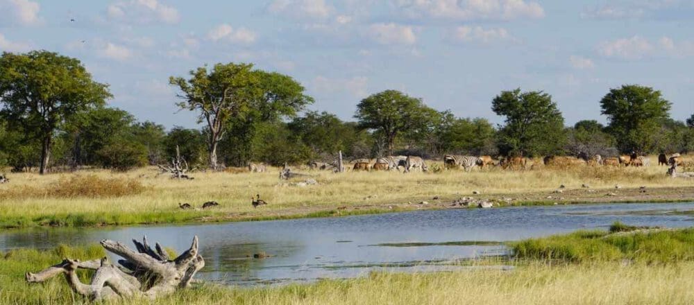 Headerbild - Zebras und Kuhantilopen an einer Wasserstelle