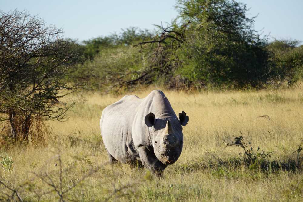 black rhino facing before charging