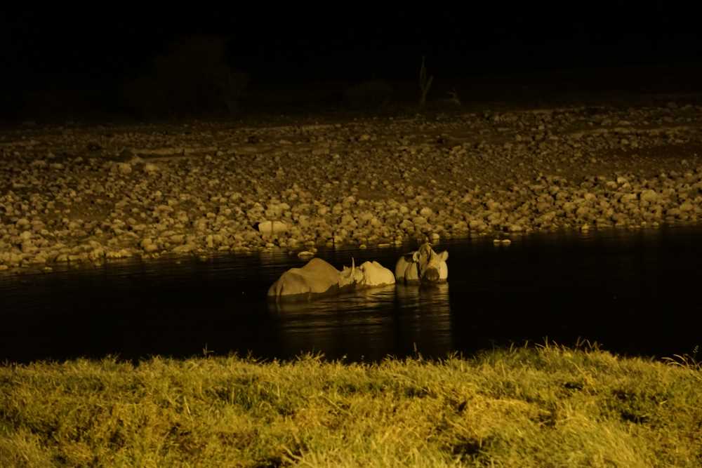 Gruppe von Spitzmaulnashörnern beim Baden an der Wasserstelle von Okaukejo