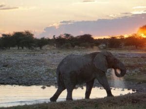 elephant drinking at sunset