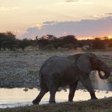 Elefanten trinken bei Sonnenuntergang