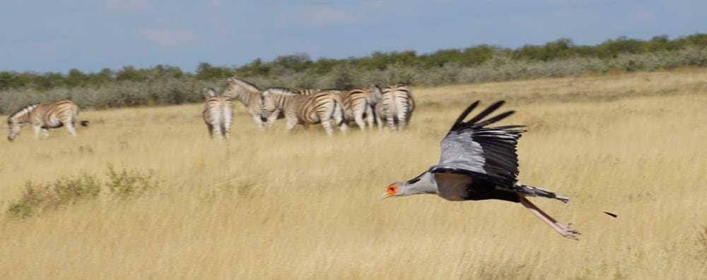 Fliegender Sekretär Vogel im Etosha Nationalpark - bei Fragen nehmen Sie gern Kontakt mit uns auf. Wir helfen Ihnen gerne weiter! - Dusty Trails Safaris Namibia &amp; Dusty Car Hire Namibia