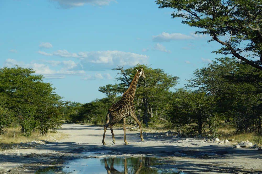 Giraffe beim Überqueren der Straße im Etosha-Nationalpark