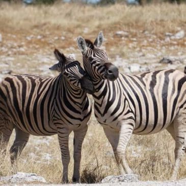 kuschelnde Zebras im Etosha National Park