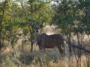 männlicher Kudu
