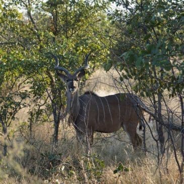männlicher Kudu