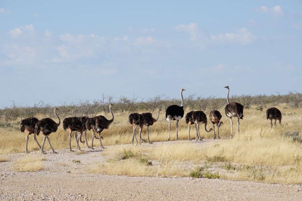 ostrich family with teenage ostriches