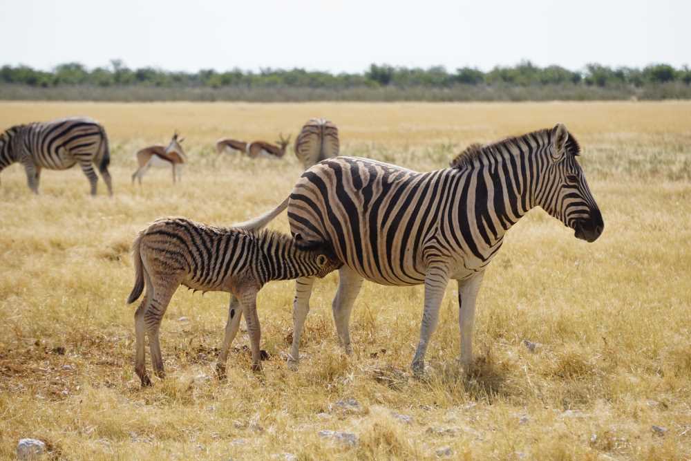 a zebra cub suckles with its mother