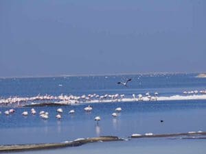 flamingos at Walvisbay wetlands