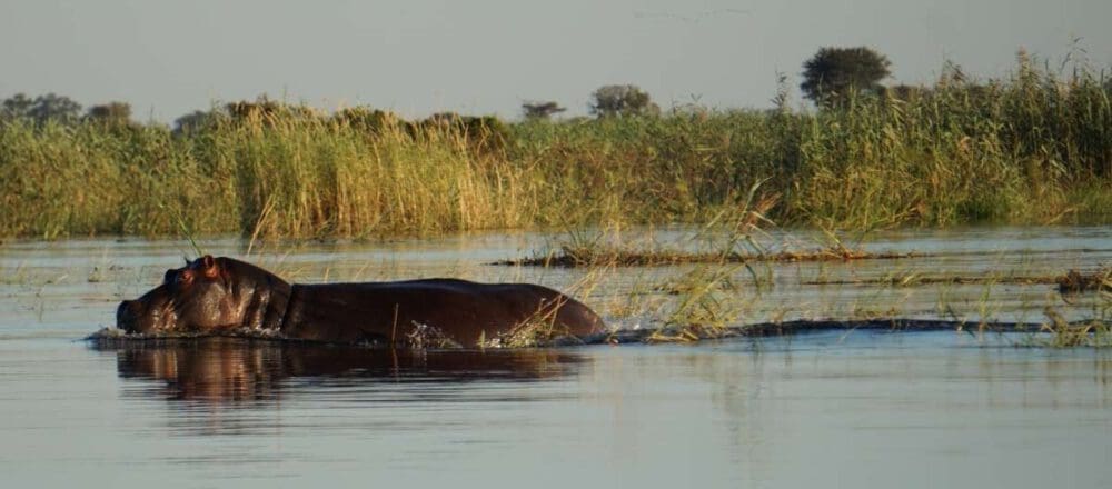 header image - swimming hippo spotted at a boat cruise at Bush Camp by Camp Kwando
