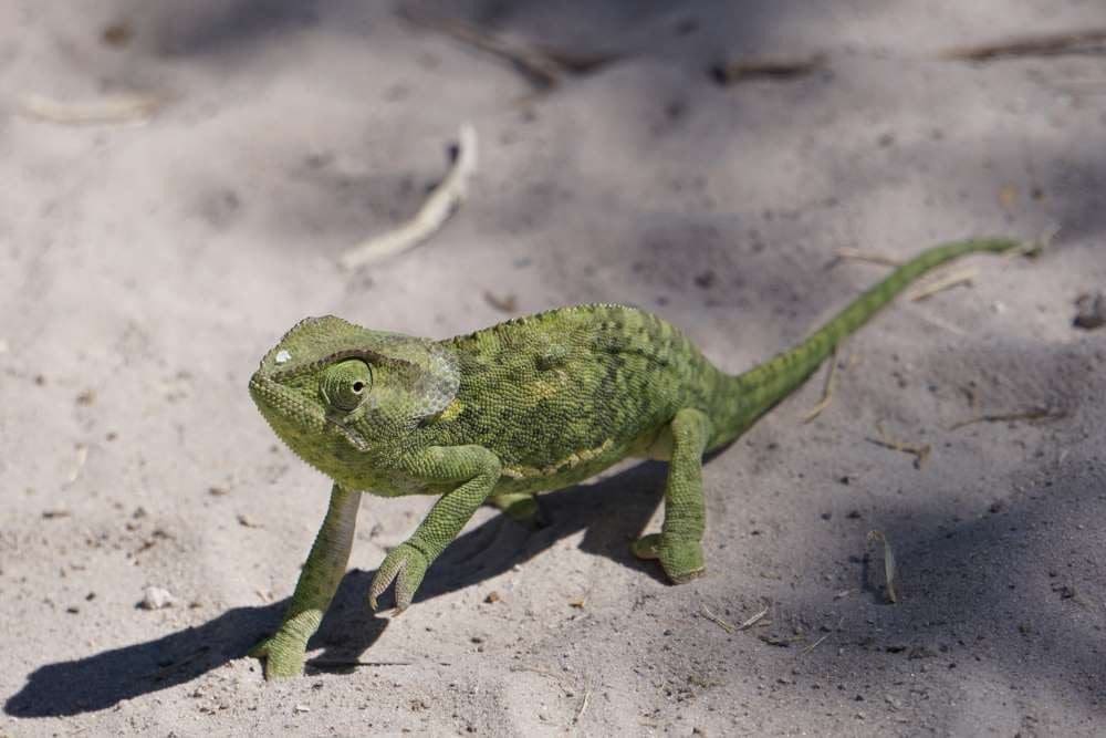 green chameleon sneaking through a village close to Camp Kwando
