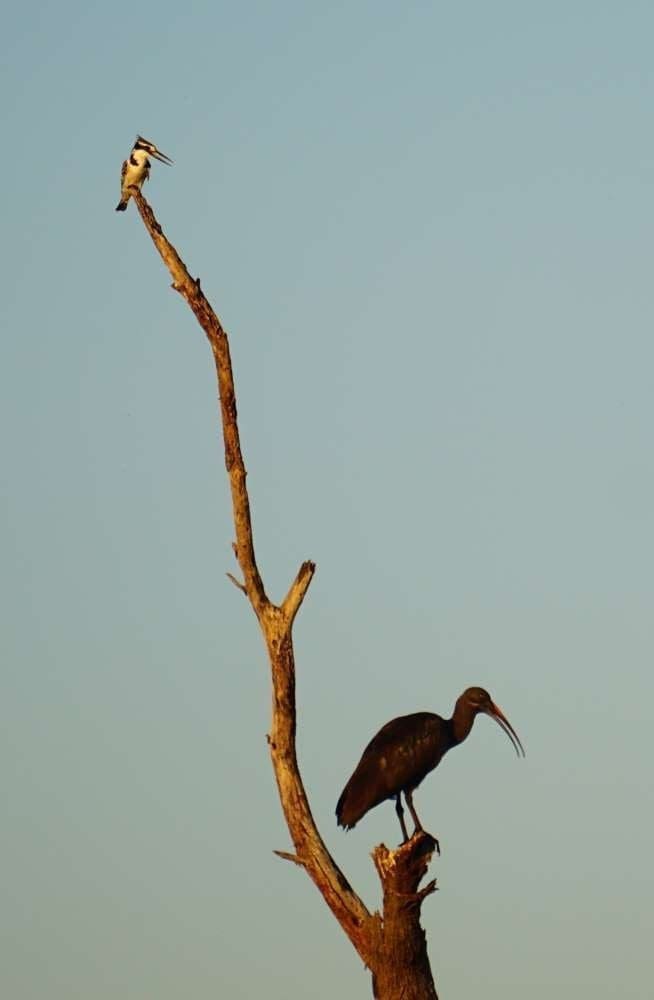 Vogelkaskade auf einem trockenen Baum