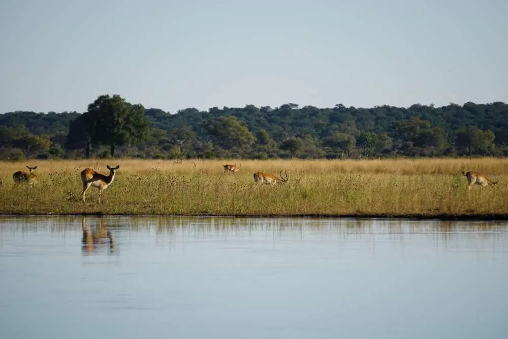 Letchwe antelopes on the Kwando river banks