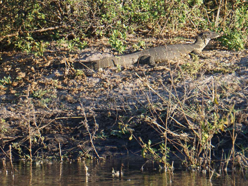 water monitor lizard at the Kwando river