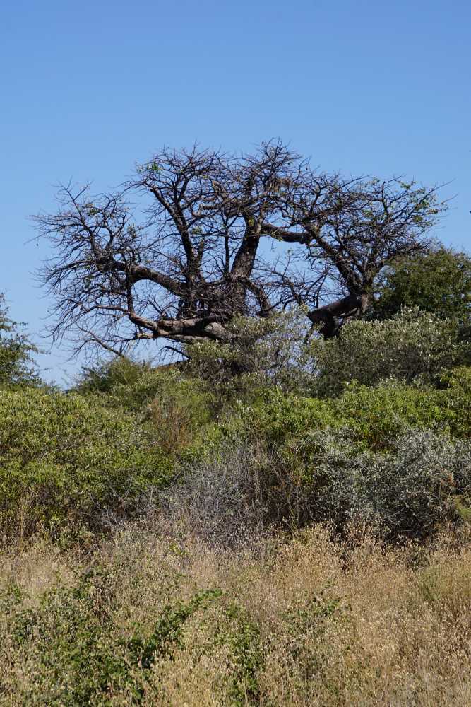 Baobab-Baum in der Nähe der Hauptstraße im Buschmannland