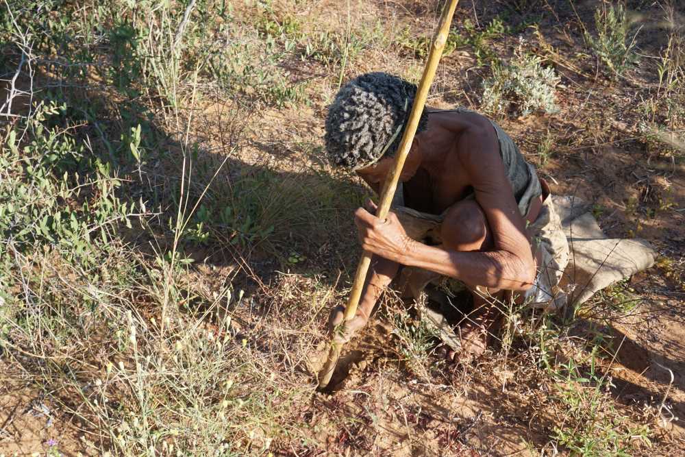 Ältere San-Dame gräbt nach Nahrung im Busch