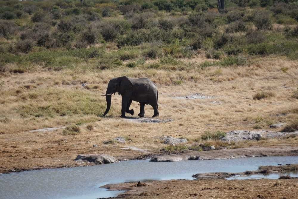 Elefantenbulle im Khaudum-Nationalpark