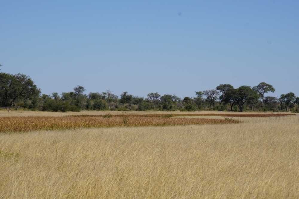 high grass after good rains in dry riverbed of Khaudum National Park