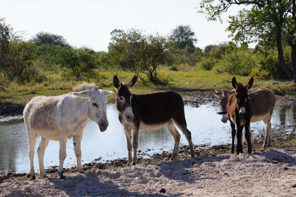 verschiedenfarbige Esel in der Nähe von Tsumkwe im Buschmannland