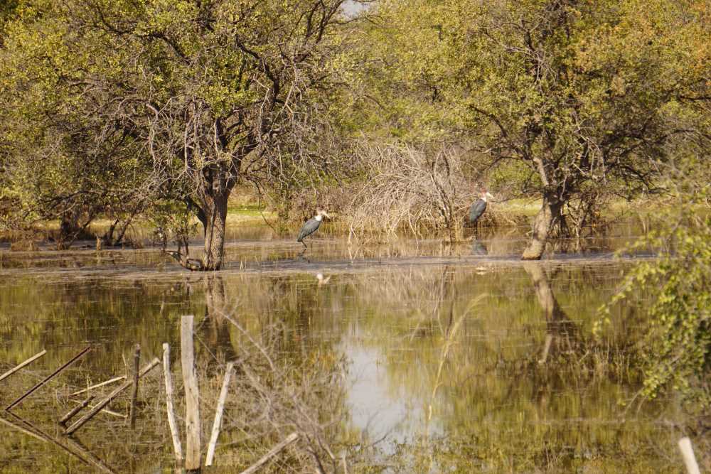 marabus in a flood pan in Bushmanland
