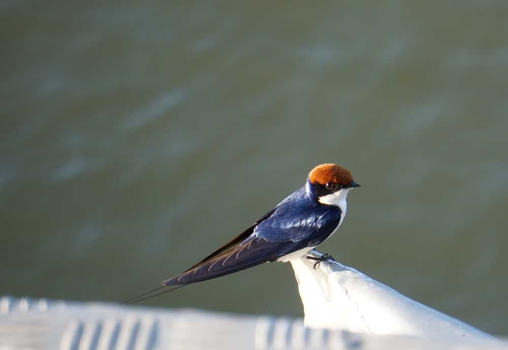 closeup of a Red-capped Swallow