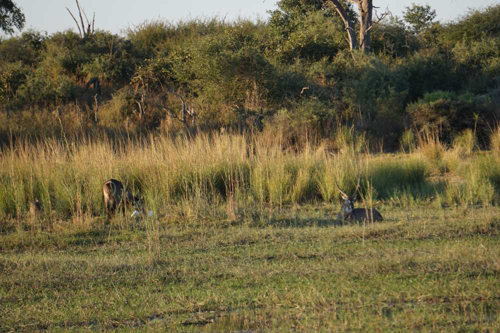 Eine Gruppe von Wasserböcken entspannt sich am Ufer des Okavango in der Nähe der Mahangu Safari Lodge