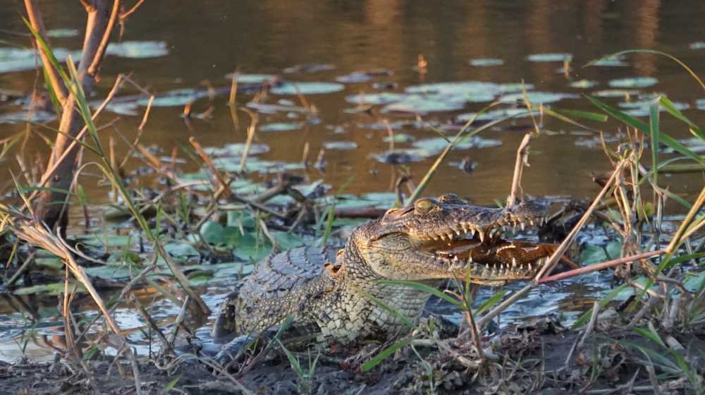 Krokodil frisst einen Fisch in der Nähe der Mahangu Safari Lodge