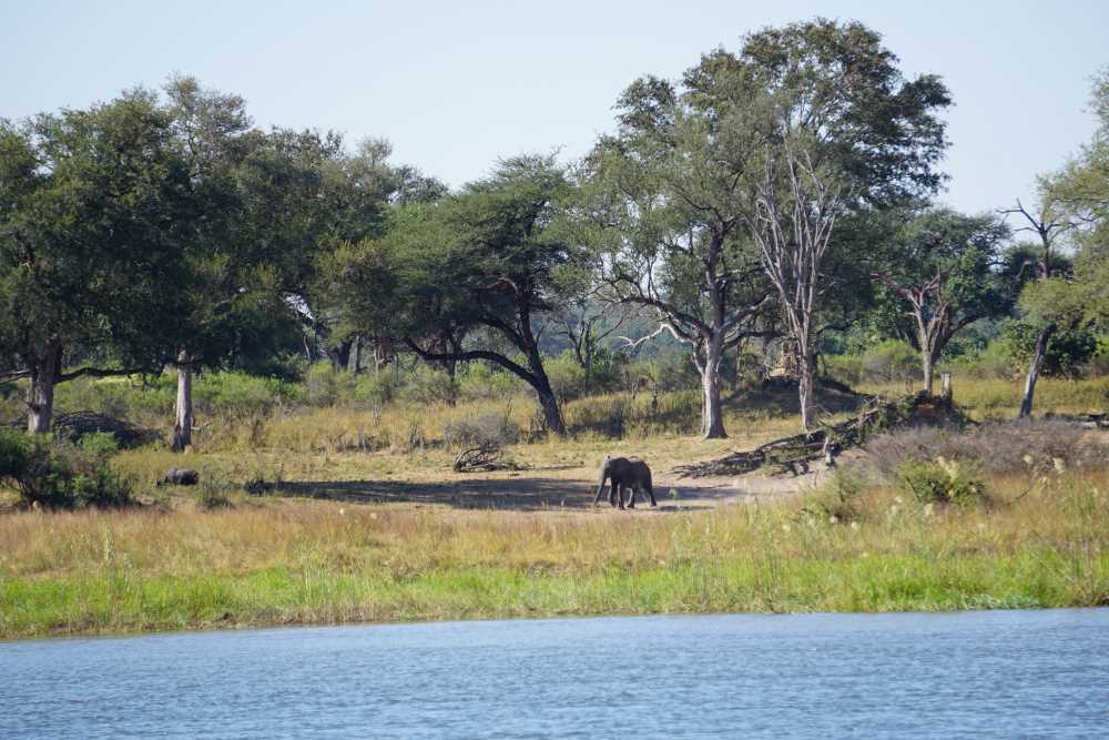 Elefant am Okavango-Flussufer
