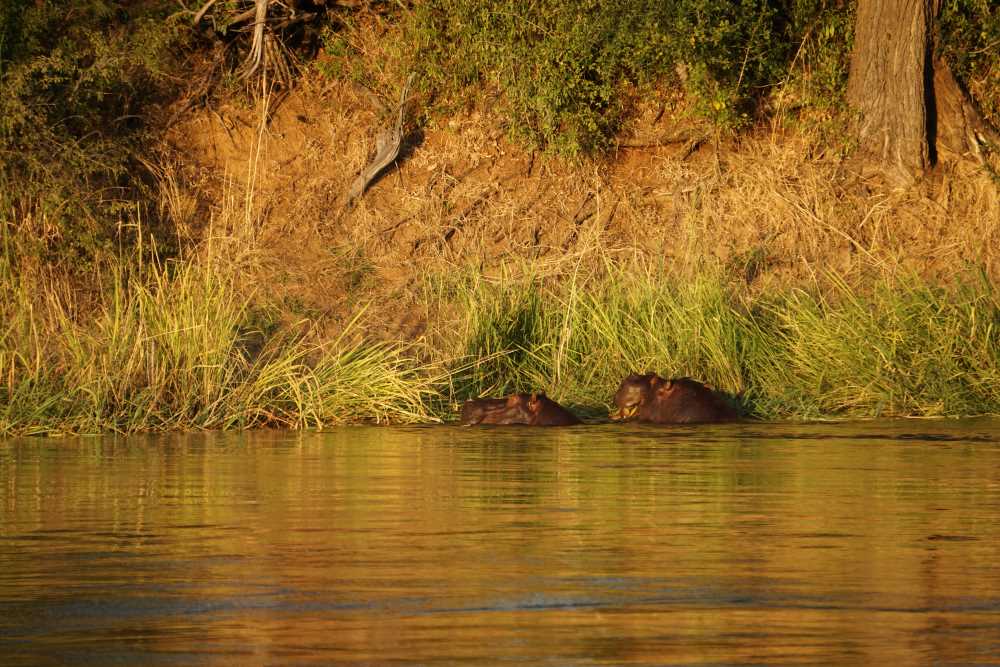 hippos grasing in the water