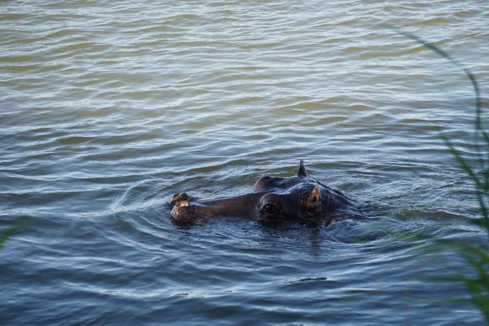 Nilpferd schwimmt in der Nähe des Campingplatzes