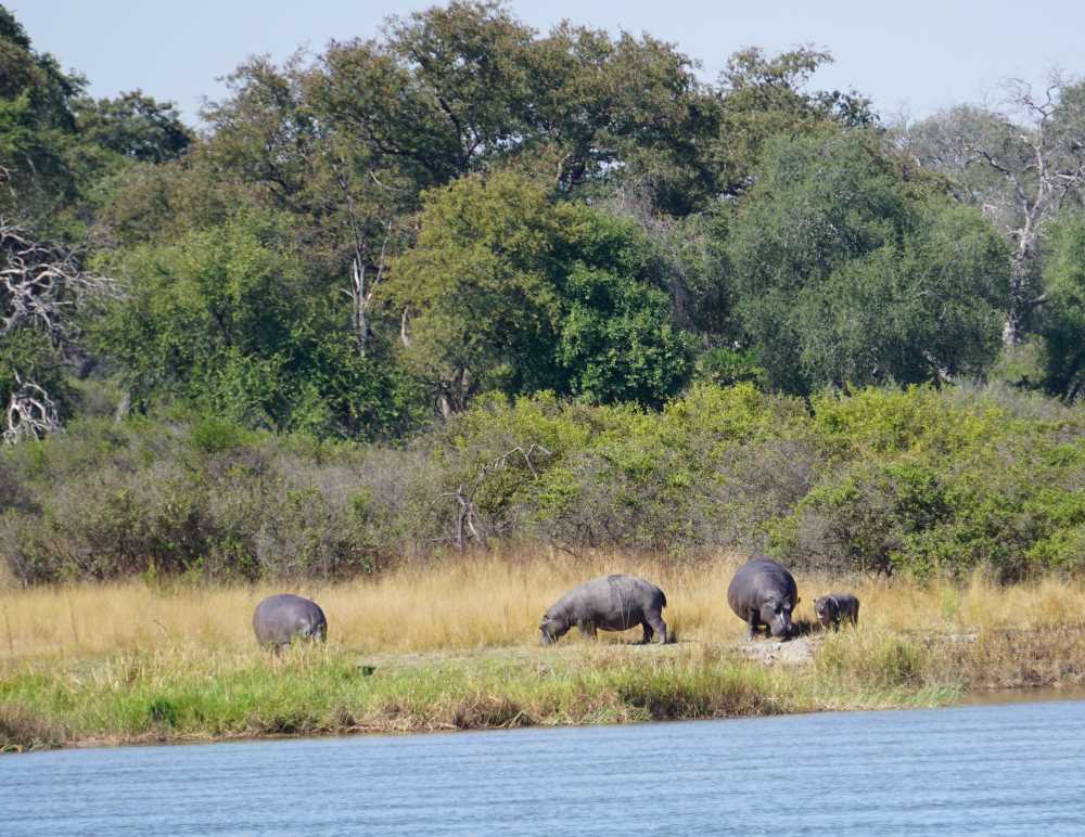 Flusspferde beim Grasen am Flussufer der Mahangu Safari Lodge