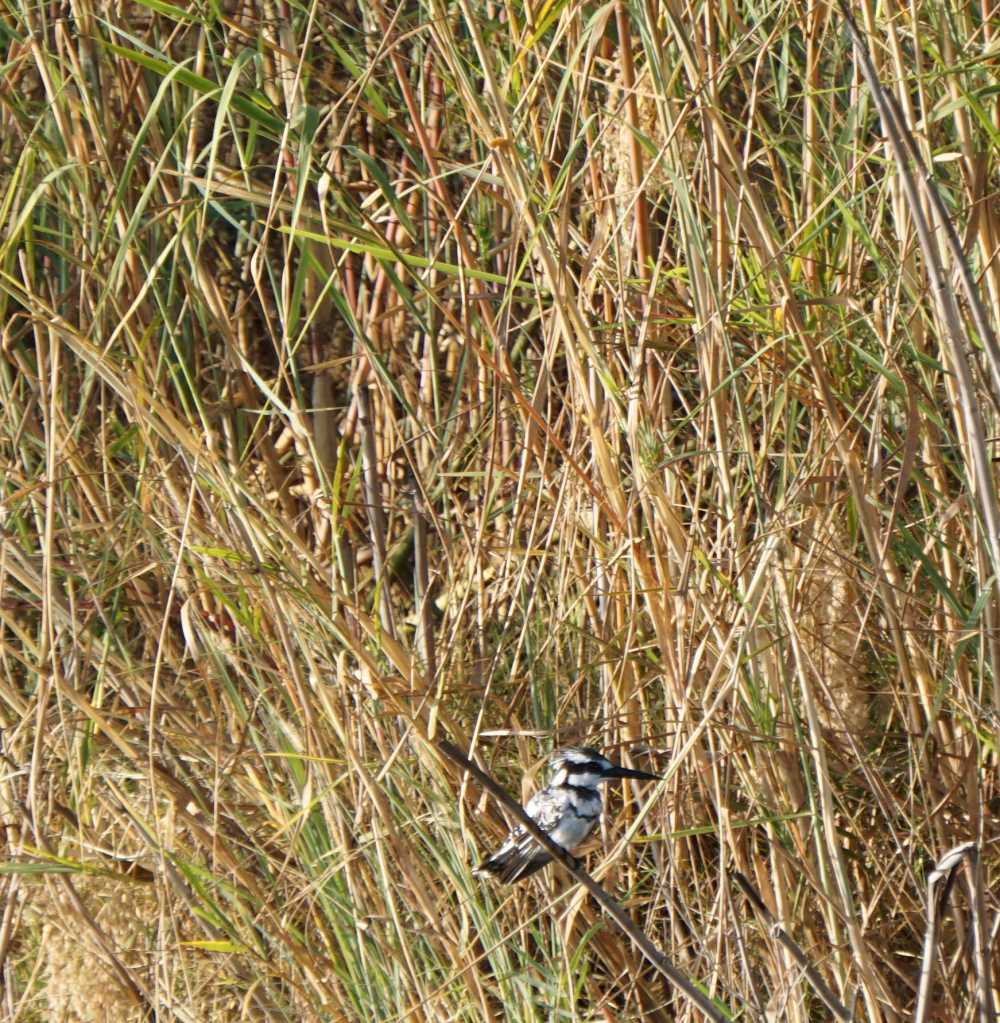 pied kingfisher at the okavango river banks in Namibia