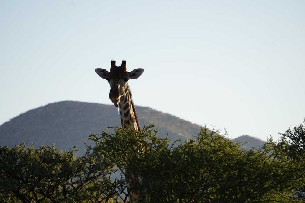 Eine Giraffe streckt ihre Zunge heraus. Gesehen während einer Pirschfahrt auf der Düsternbrook Guest Farm.