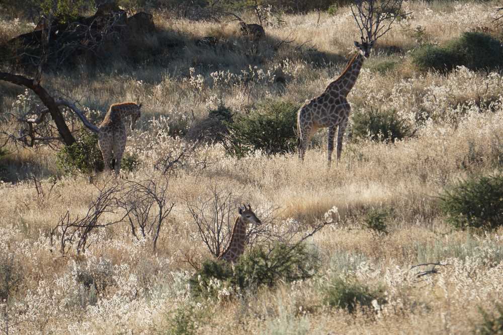 Eine Gruppe von Giraffen im hohen Gras. Gesehen während einer Pirschfahrt auf der Düsternbrook Guest Farm